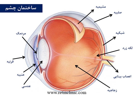 ساختار چشم